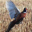 Photo of a pheasent in the field. 