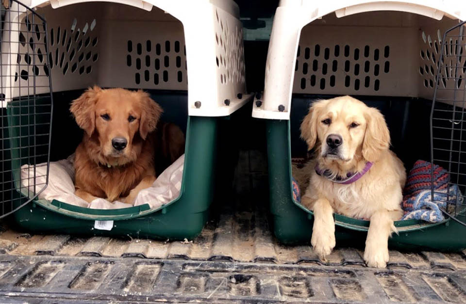 Hunting dogs after a long day's work.