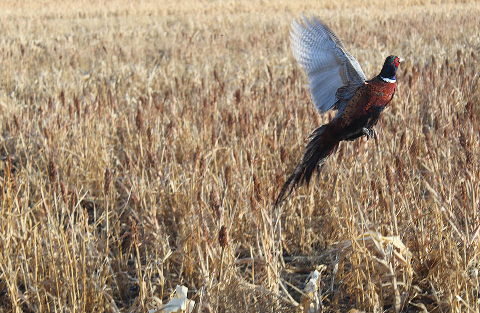 Pheasant rising from the fields. 