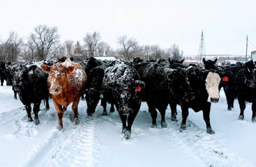Image 98 - dueling-dakota-outfitters-114DD840-7F7C-4F31-8F61-7727A2EC78CF.jpg