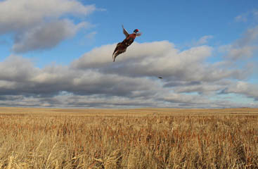 Image 91 - dueling-dakota-outfitters-1D1C0A92-782B-4656-9847-B9CD55FD3917.jpg