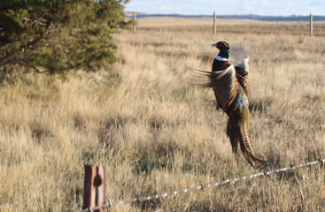 Image 90 - dueling-dakota-outfitters-1F310B7B-145A-46D2-AE39-7A76A3D1B852.jpg