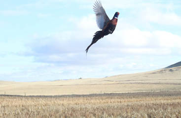 Image 88 - dueling-dakota-outfitters-253C638A-631F-4A6A-98BA-57D57A5B9295.jpg