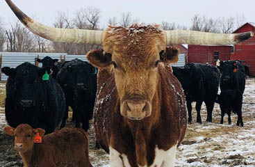 Image 86 - dueling-dakota-outfitters-3175F2BD-8B3C-4862-869D-138EB4F94376.jpg