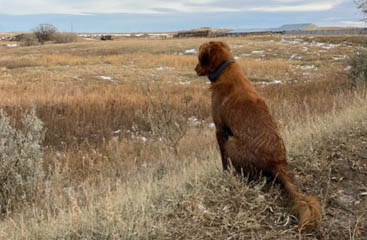 Image 74 - dueling-dakota-outfitters-31DB833A-625E-4CA2-86C9-A3D364CDCDA3.jpg
