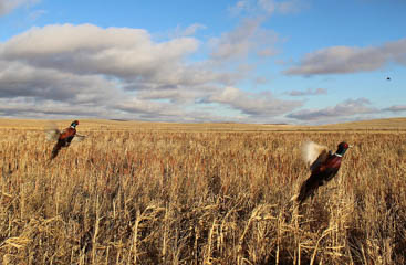 Image 52 - dueling-dakota-outfitters-78CCBBDB-76BD-44B9-899F-32AAB8A086B0.jpg
