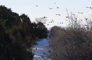 Image 31 - dueling-dakota-outfitters-B110E253-D7F6-40D7-96E0-EF9852854CE3.jpg