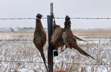 Image 14 - dueling-dakota-outfitters-F37E581A-EFF6-4936-B14E-5EB4013E6E69.jpg